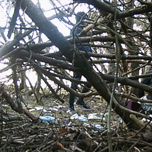 More lurking in the brush