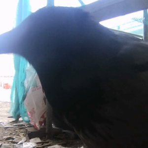 A bird in the hand