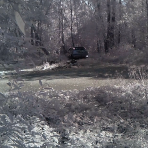 Cars in the woods?