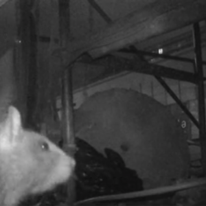 Rats, explorers and a new location