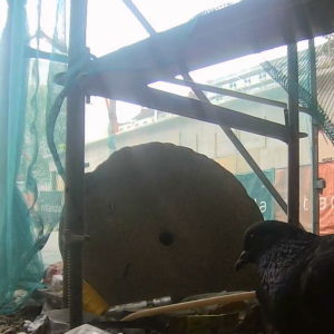 Lots of birds around the construction site