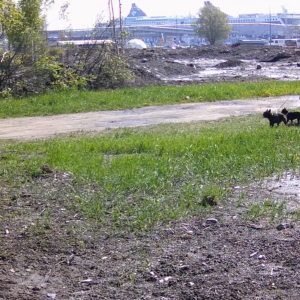 Playful pups at the field