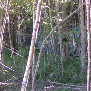 Racing a scooter through the trees