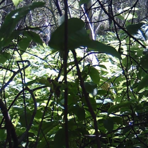 A man along the pee trail