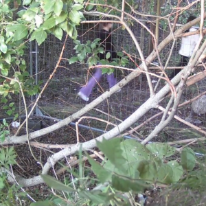 Activity around the fence line