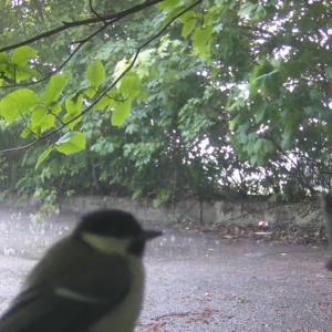 Lots of birds
