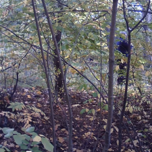 Various visitors to the trails