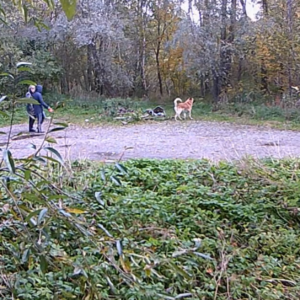 Going to the dogs