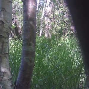 A woman by the birch tree