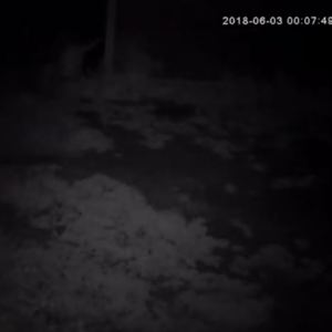 Drunk man stumbling his way around