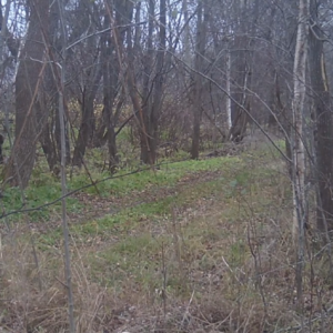 Going off the trail