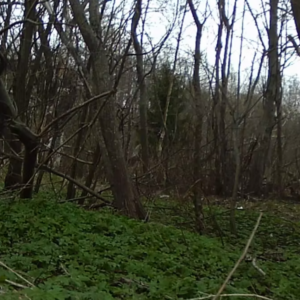 Man at the pissing tree