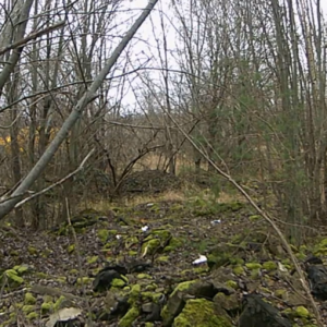 Wide view of the meadow trail