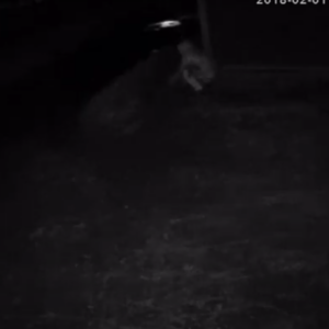 Women trespassing for a pee