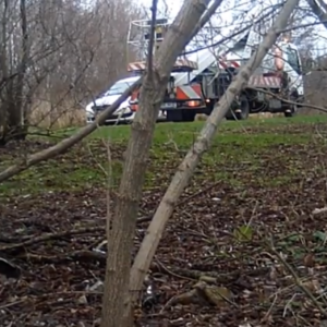 Cars in the woods