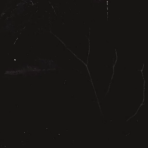 Animals at night
