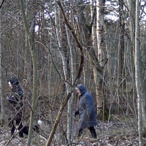 Lets go to the forest