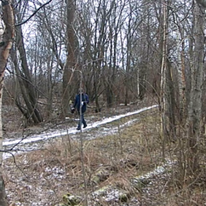 A light snow and fresh tracks, who stopped by?