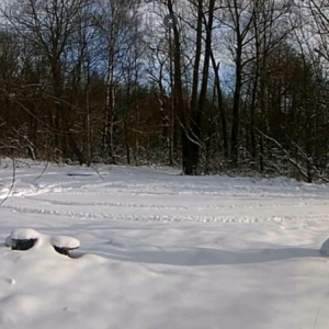 More snow and more tracks