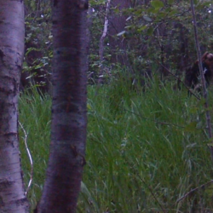 Late evening visit to the pee trail