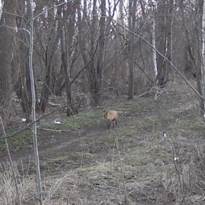 Foxy morning visitor to the trail