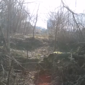 Time-lapse at the Birdhouse Camera
