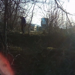 Activity at the birdhouse trail