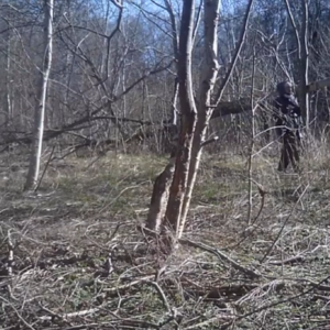 A good day for a walk in the woods