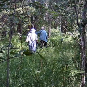 Daily Report – Forest trail camera