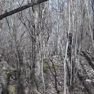 Creeper at the pipe
