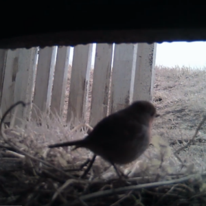 The Birds