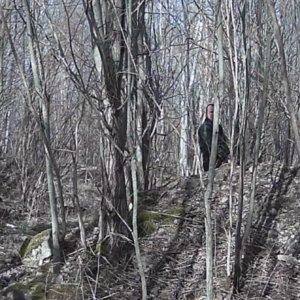 Just whip it out, the trees don’t mind