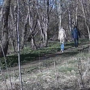 Distant visitors to the woods