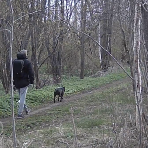 Busy day at the pee trail