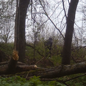 New view for the birdhouse camera