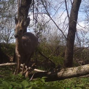 Deer and headlights