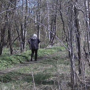 Wondering into the woods