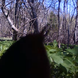 Birds caught on the trail cam