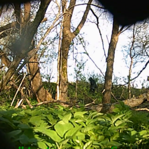 Camo cam at the birdhouse