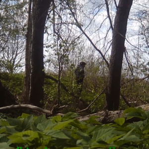 Hiding behind the trees