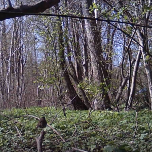 Birds caught on the trail cam – 2