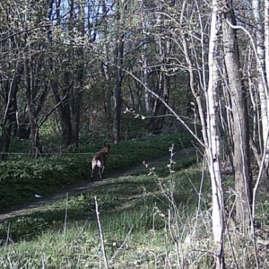 The Manhunt