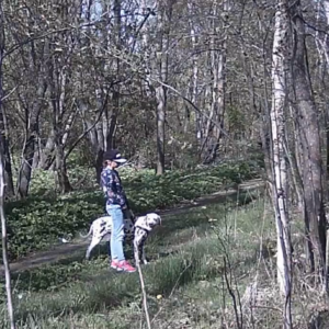Keeping the dog distracted