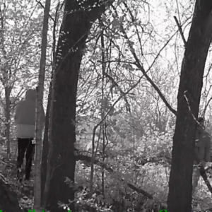 Between the trees at the birdhouse