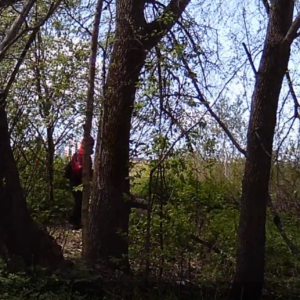 Around the big trees at the birdhouse