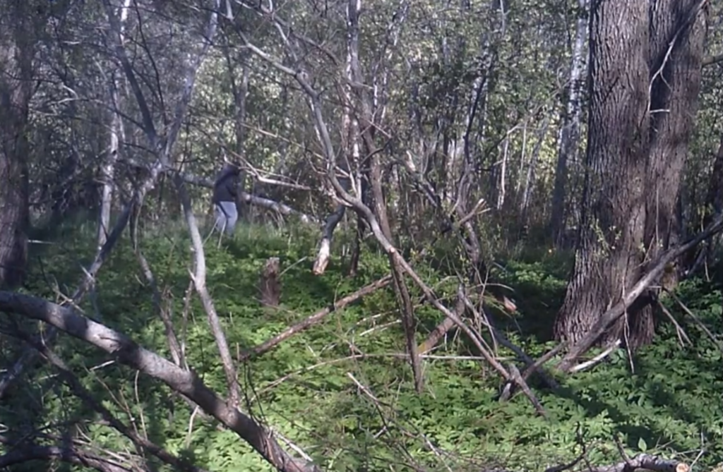 Creeper in the woods The Tree Spy