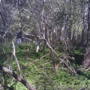 Creeper in the woods