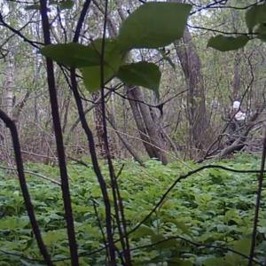 The bird watcher lady