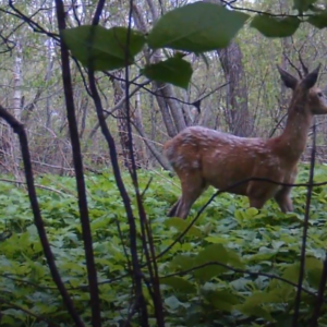 Close encounter with a deer