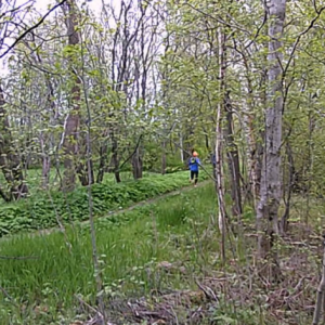 Run, through the forest, run!